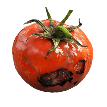 Decayed Rotten Tomato Isolated On Transparent Background png