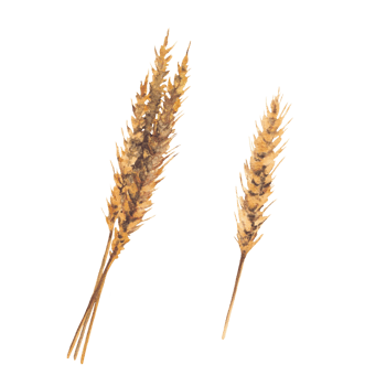 Ears of malt, Wheat, barley and grain. Wheat bread ears cereal crop realistic clipart. For card, poster, label for production process brewery of beer and whiskey. Watercolor hand painted illustration png