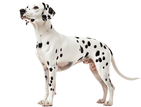 Dalmatian dog isolated on a transparent background png