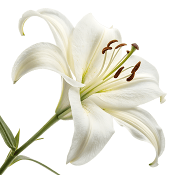 Elegant White Blossom on Transparent Background png