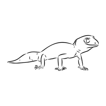 Australian thick-tailed geckoWeb vector