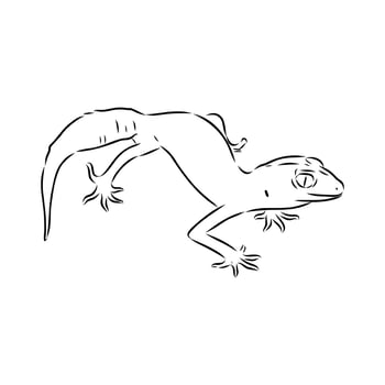 Australian gecko hand sketch vector