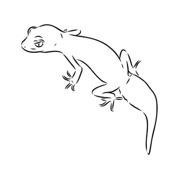 Australian gecko hand-drawn vector