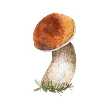 Aspen mushroom forest plant watercolor illustration isolated. Bolete with brown cap hand drawn in botanical sketch. Forest edible mushroom, porcini painted for design autumn holiday, nature theme. vector