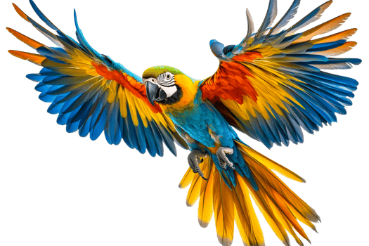 Colorful parrot soaring with outstretched wings png