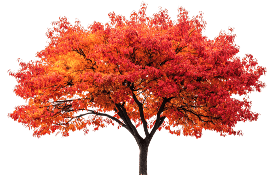 Colorful autumn tree with vibrant orange and red leaves png