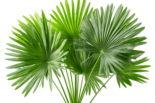 Bright green palm leaves on a clear background png
