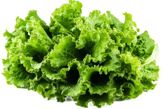 Fresh green lettuce on a transparent background png