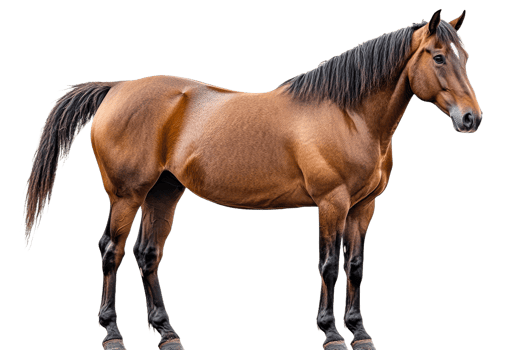 Brown horse standing on transparent background png