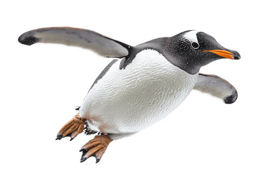 Gentoo penguin gliding gracefully through the water png
