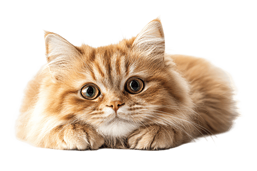 Fluffy orange cat resting on a transparent background png