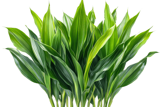 Lush green leaves arranged on a transparent background png