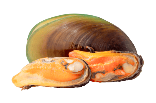 Three cooked green mussels in meat and shell in pile isolated with clipping path in file format png