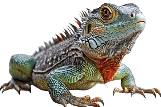 Lizard resting on transparent background with vibrant colors png