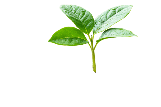 Fresh green leaves with transparent background for design png