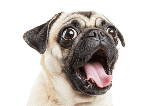 Excited pug with open mouth and wide eyes png