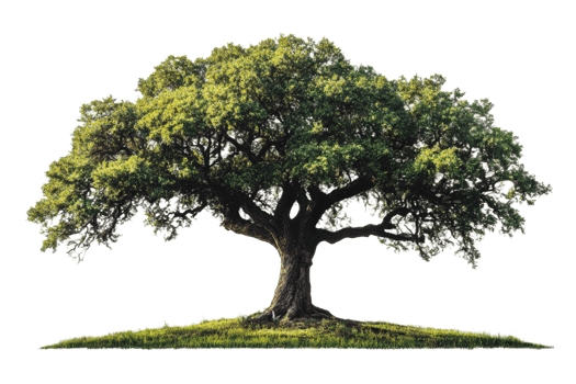 Large oak tree with lush green foliage on grass png