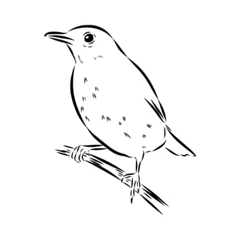 forest bird thrush vector