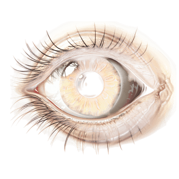Stunning human eye intricate reflections in the iris long curled eyelashes surrounding it png