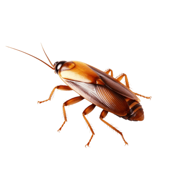 Brown cockroach long antennae spiny legs crawling forward png