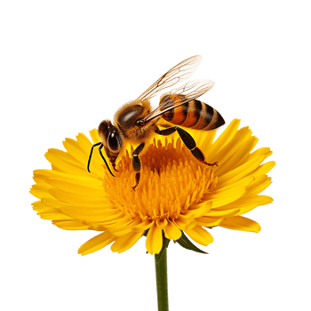 Honeybee collecting nectar from a yellow flower in full bloomes png