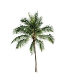 Isolated tropical palm tree with lush green fronds, cut out png