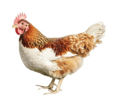 Vibrant hen with golden and white feathers on display, cut out png