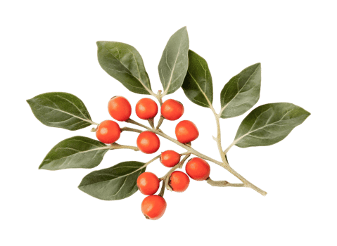 Branch with vibrant red berries and green leaves, cut out png