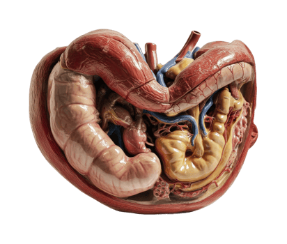 Detailed anatomical model of the human internal organs with heart and intestines, cut out png