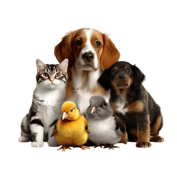 Adorable group of pets including dogs cats baby birds png