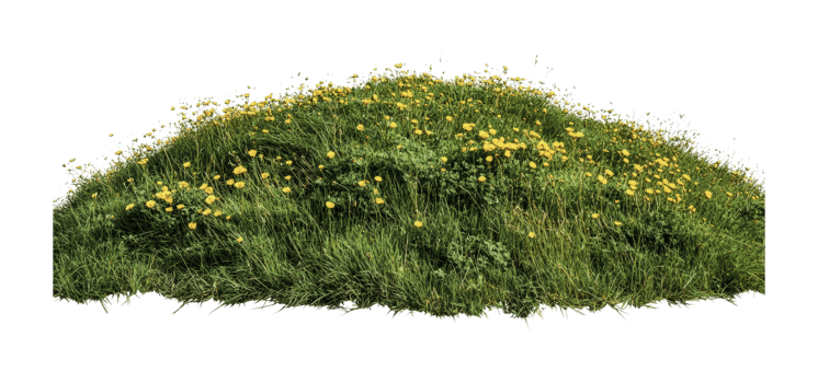 Lush green grass mound with blooming yellow wildflowers, cut out png