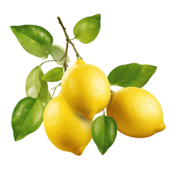 yellow lemons hanging on a tree branch green leaves png