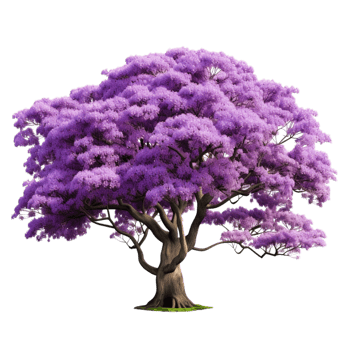 Large vibrant purple tree a thick trunk dense blossoms png