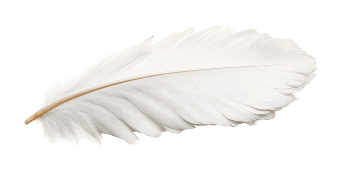Single white feather isolated close-up, cut out png