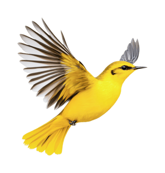 Vivid yellow songbird in flight with outstretched wings, cut out png