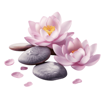 Serene lotus flowers resting on stones in a peaceful setting png