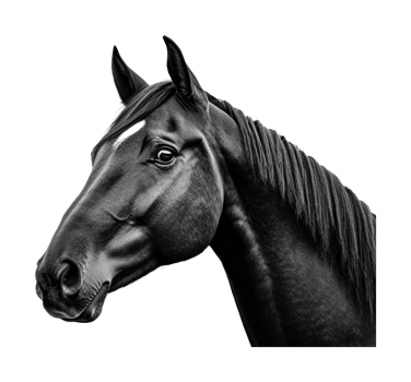 Realistic black and white portrait of majestic horse with focused expression, cut out png