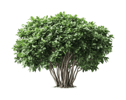 Lush green ficus tree with dense foliage and multiple trunks, cut out png