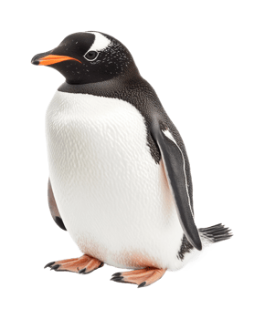 Gentoo penguin standing, cut out png