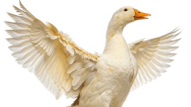 A white duck with its wings spread out png