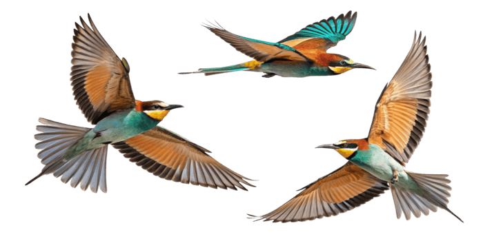 Colorful birds in flight showcasing vibrant plumage and graceful movement png