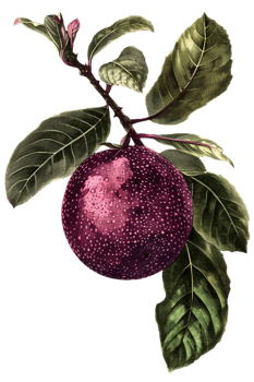 Artistic Plum Fruit with Green Leaves on Transparent Background Detailed Isolated Fruit Still Life Botanical Illustration of Ripe Plum Branch Design png