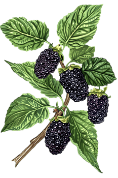 Blackberry Branch with Ripe Berries and Green Leaves Illustration Isolated on Transparent Background Fresh Harvest and Natural Sweetness png