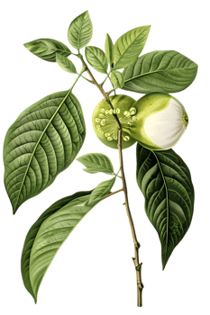 Botanical Illustration of Foliage with Green Leaves Fruits and Intricate Details on Transparent Backdrop Antique Design png