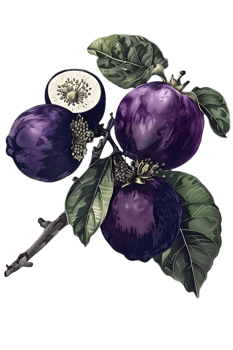 Botanical Illustration of Purple Plums on Branch with Green Leaves Against Transparent Background png