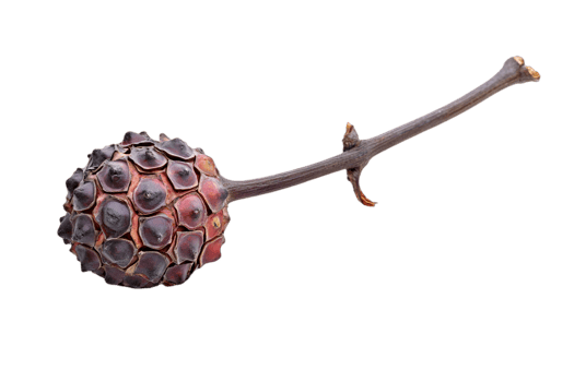 Brown Magnolia Seed Pod Isolated on Transparent Background Close Up Still Life png