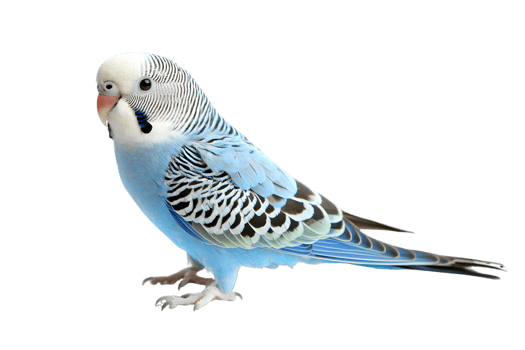 Charming Blue Budgie Detailed Feathers Standing Out on Transparent Background png