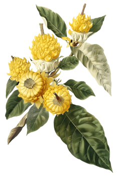 Botanical Illustration of Vibrant Yellow Flowers with Detailed Leaves on a Transparent Background Art png