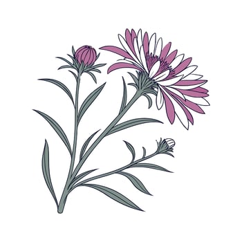 Elegant Aster Flower on White vector