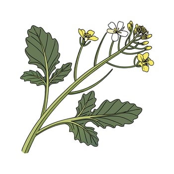 Stylish Brassica Floral Design vector
